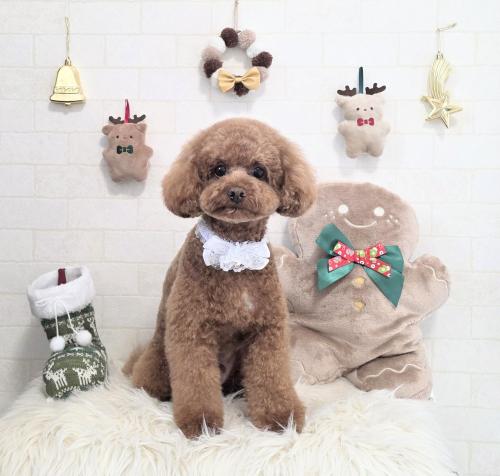 ワンちゃんのご紹介