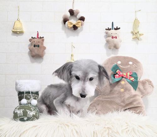 ワンちゃんのご紹介