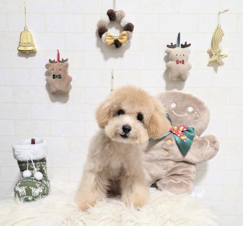 ワンちゃんのご紹介