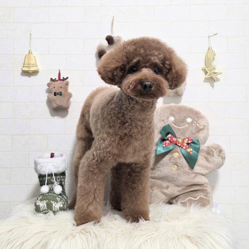 ワンちゃんのご紹介