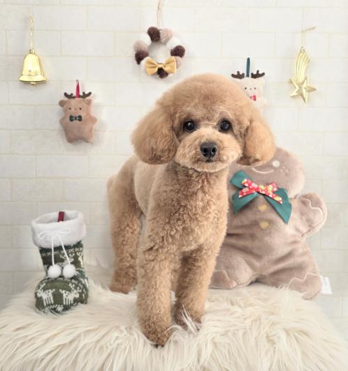 ワンちゃんのご紹介