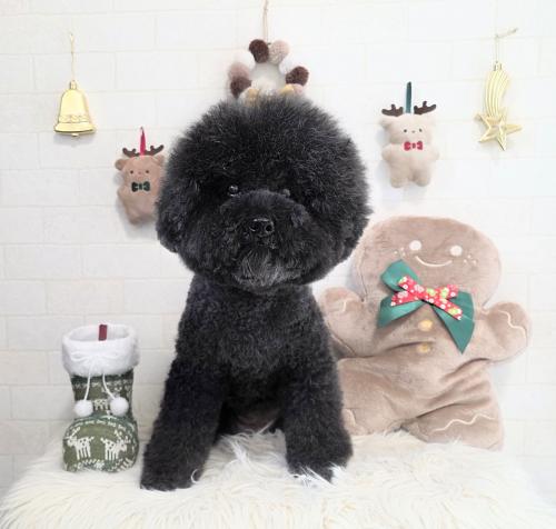 ワンちゃんのご紹介