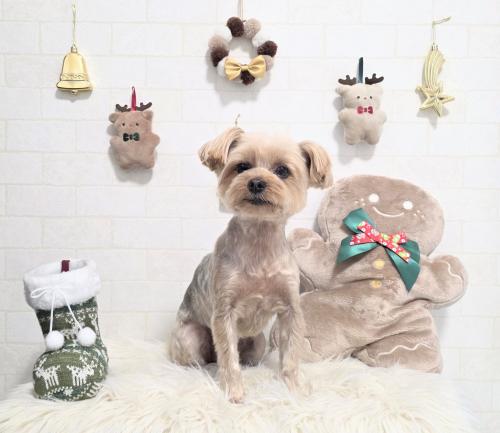 ワンちゃんのご紹介