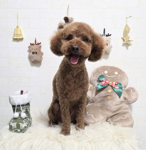 ワンちゃんのご紹介