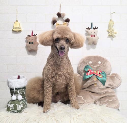 ワンちゃんのご紹介