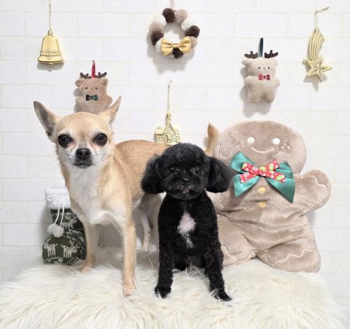 ワンちゃんのご紹介