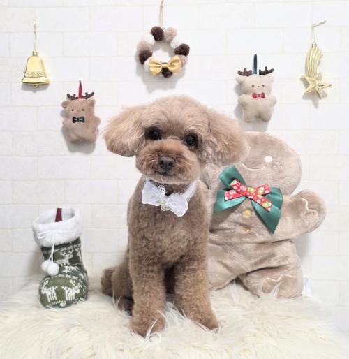 ワンちゃんのご紹介