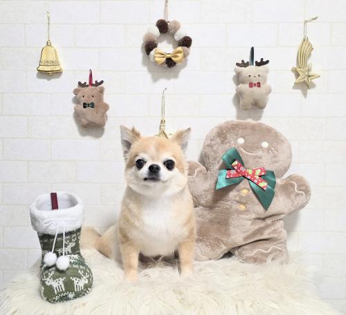 ワンちゃんのご紹介