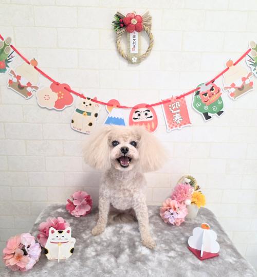 ワンちゃんのご紹介