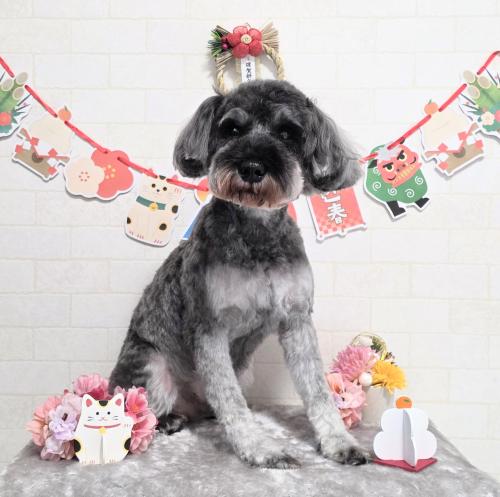 ワンちゃんのご紹介