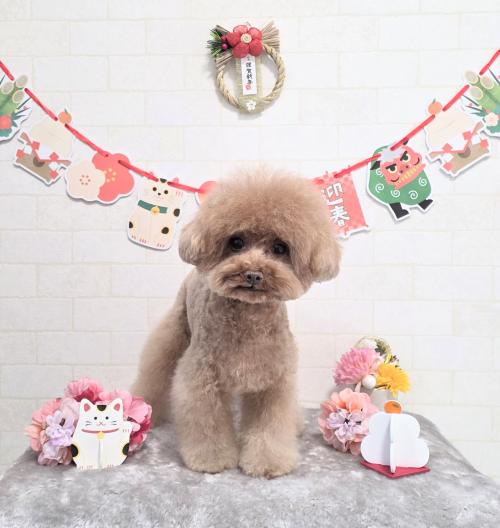 ワンちゃんのご紹介