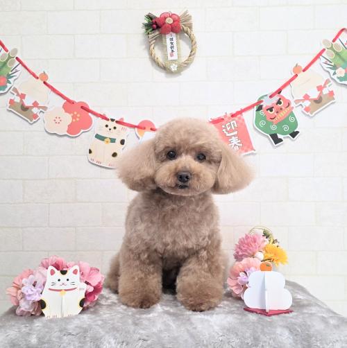 ワンちゃんのご紹介