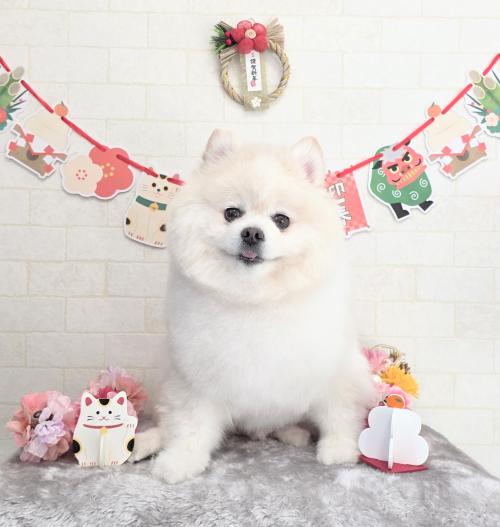 ワンちゃんのご紹介