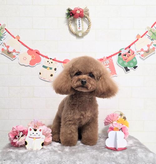 ワンちゃんのご紹介