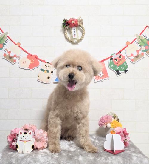 ワンちゃんのご紹介