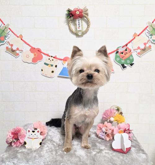 ワンちゃんのご紹介