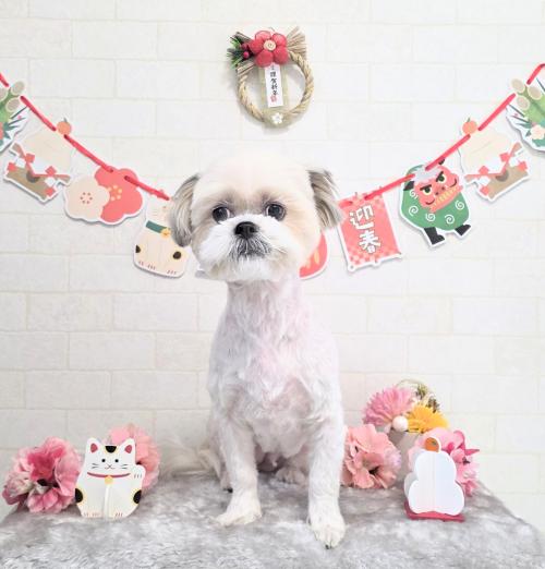 ワンちゃんのご紹介