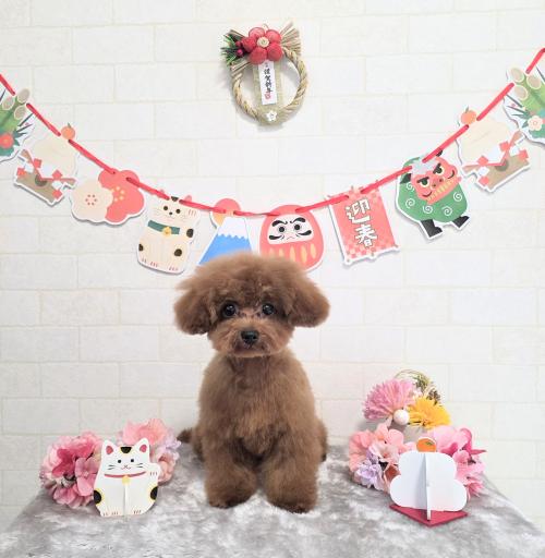 ワンちゃんのご紹介