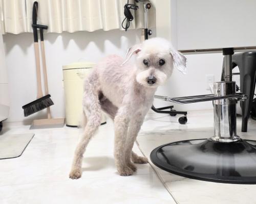 ワンちゃんのご紹介