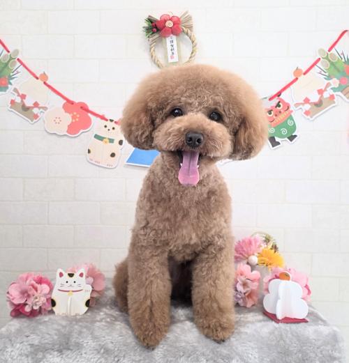 ワンちゃんのご紹介