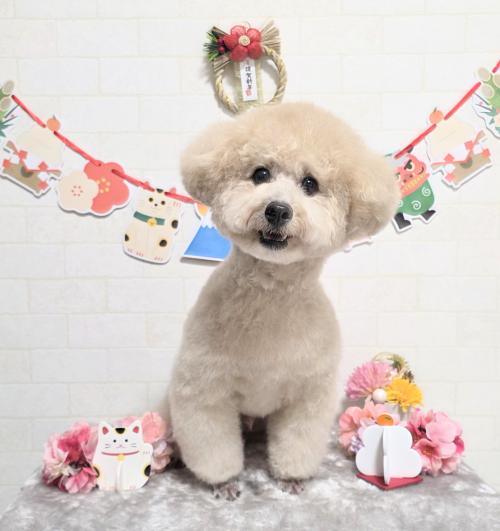 ワンちゃんのご紹介