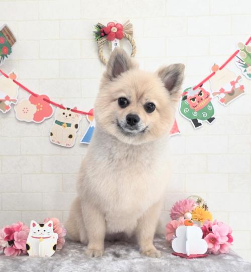 ワンちゃんのご紹介