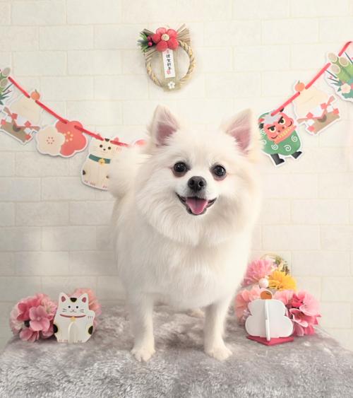 ワンちゃんのご紹介