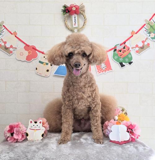 ワンちゃんのご紹介