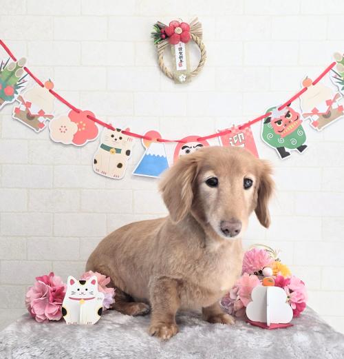 ワンちゃんのご紹介