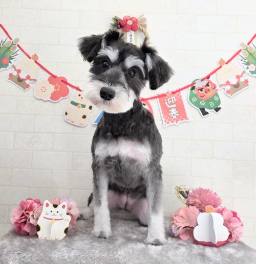 ワンちゃんのご紹介