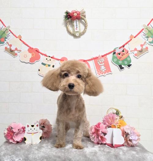 ワンちゃんのご紹介