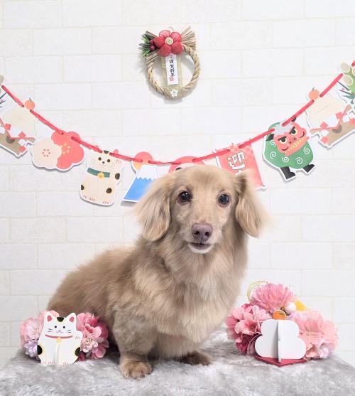 ワンちゃんのご紹介