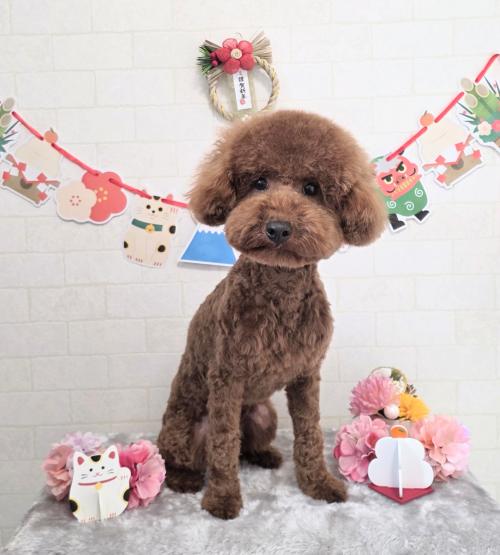 ワンちゃんのご紹介