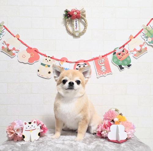 ワンちゃんのご紹介