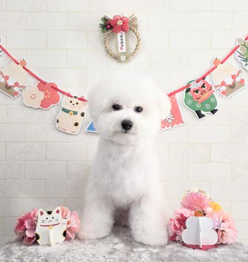 ワンちゃんのご紹介