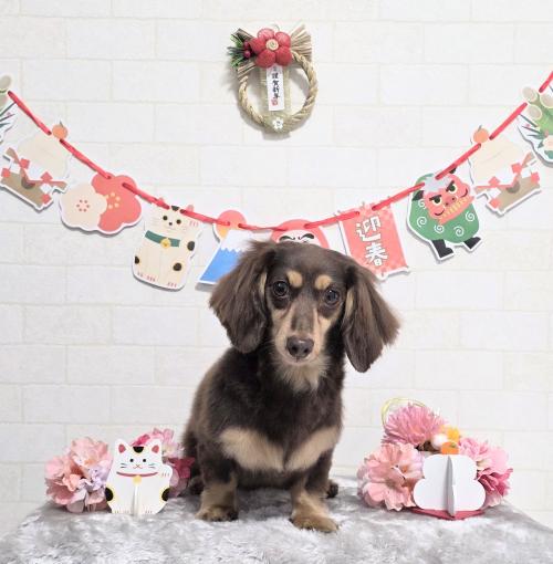 ワンちゃんのご紹介