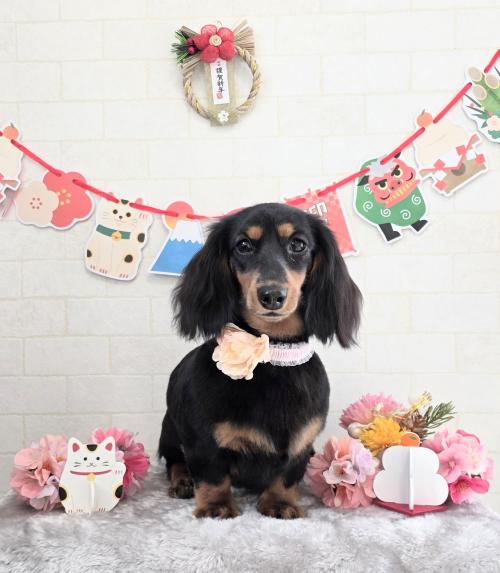 ワンちゃんのご紹介