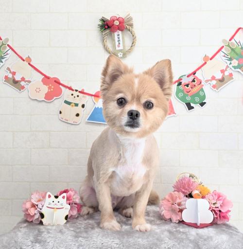 ワンちゃんのご紹介