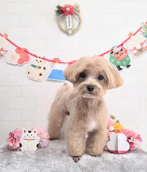 ワンちゃんのご紹介