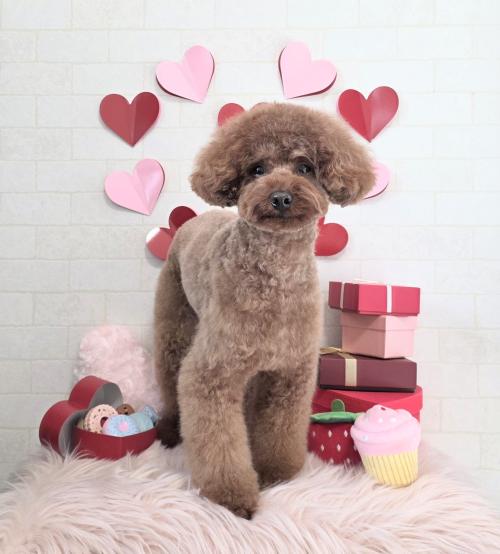 ワンちゃんのご紹介