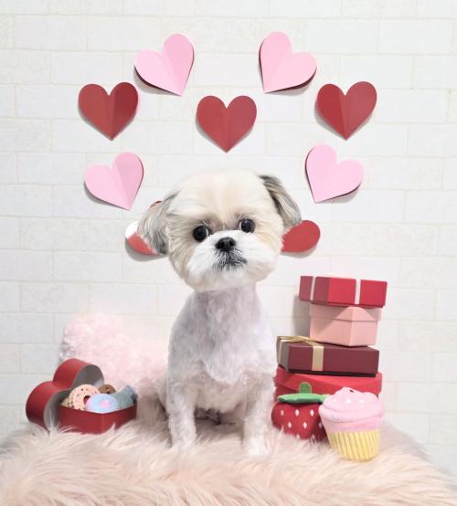 ワンちゃんのご紹介