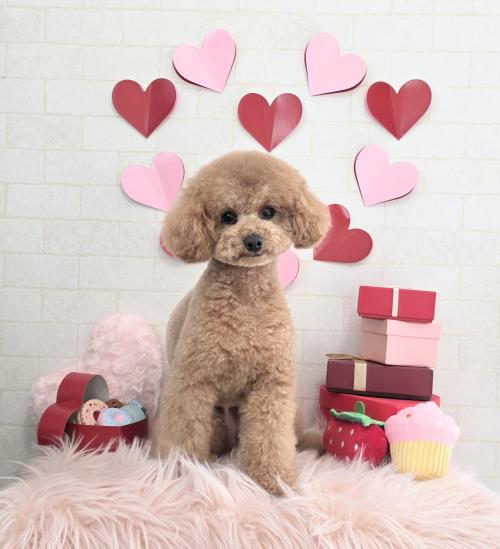 ワンちゃんのご紹介