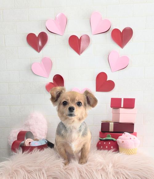 ワンちゃんのご紹介