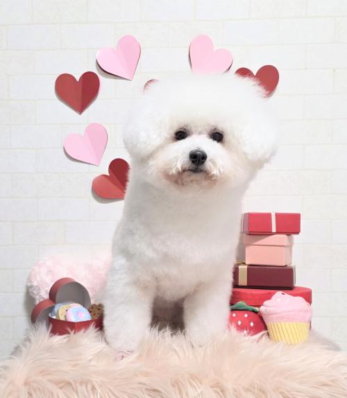 ワンちゃんのご紹介