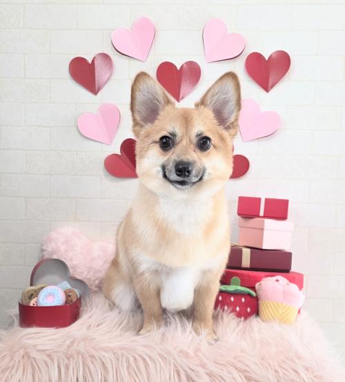 ワンちゃんのご紹介