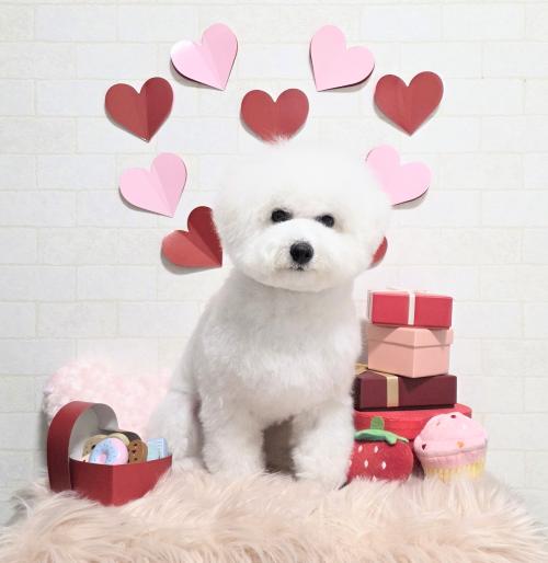 ワンちゃんのご紹介