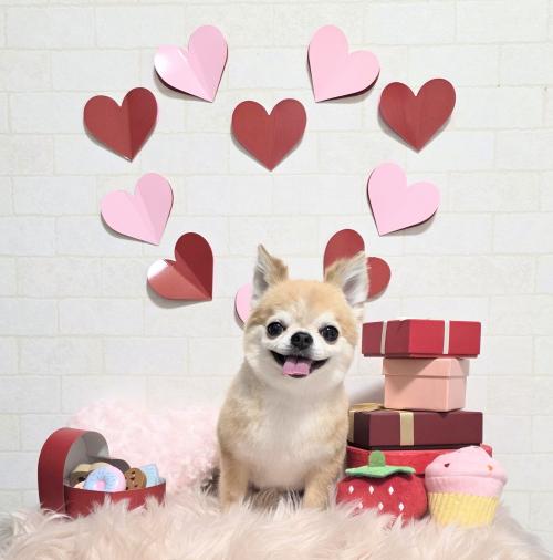 ワンちゃんのご紹介
