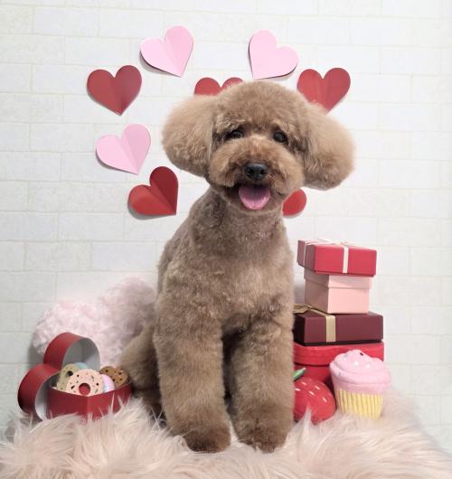 ワンちゃんのご紹介