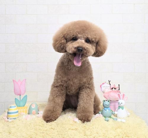 ワンちゃんのご紹介