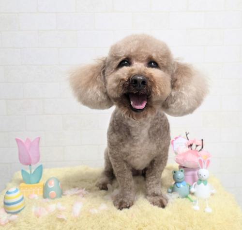 ワンちゃんのご紹介